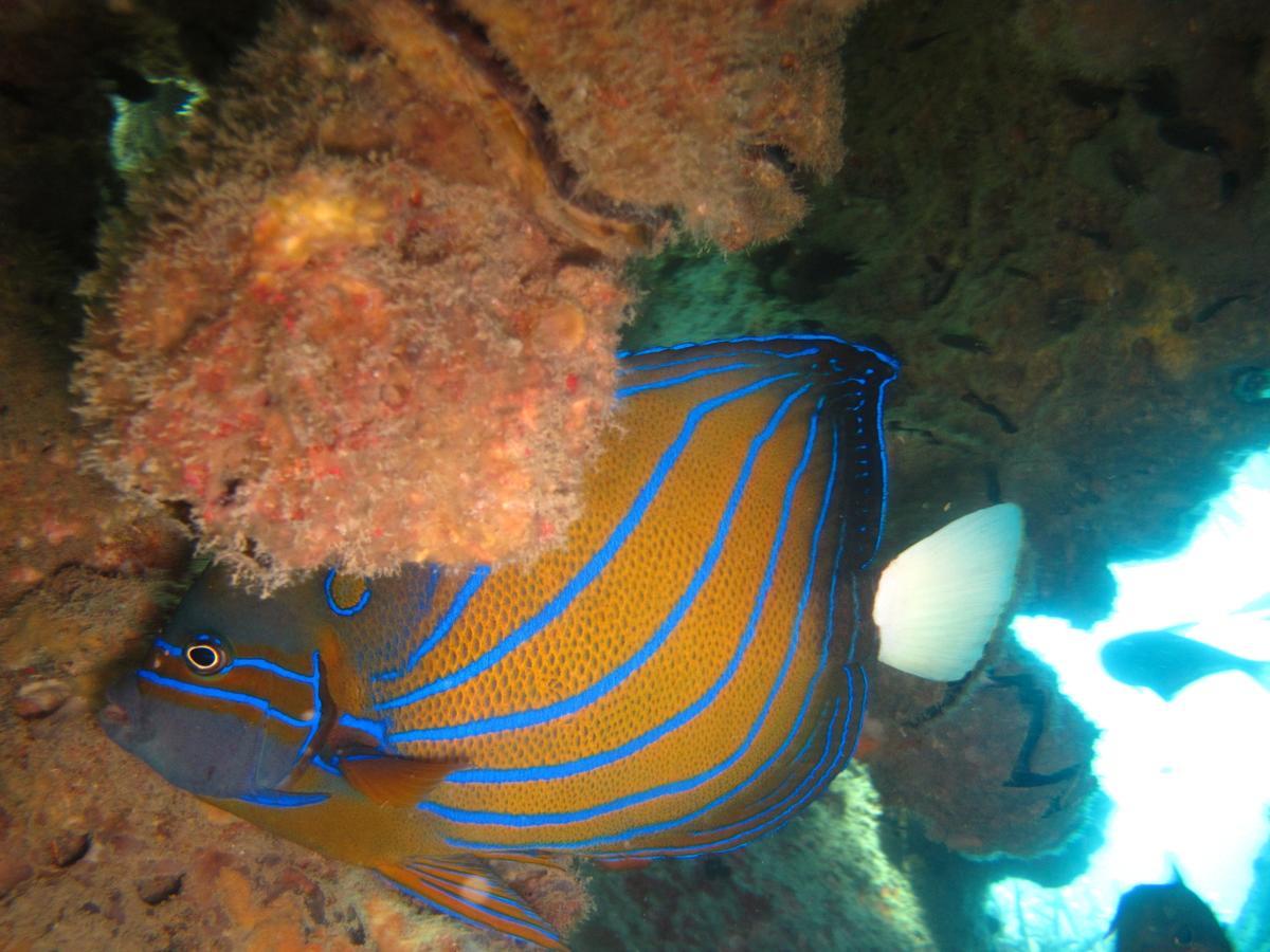 Ombak Dive Resort Perhentian Island Pulau Perhentian Kecil Екстер'єр фото